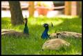 Peacocks CRW_8233